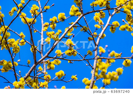 ダンコウバイの花と青空　【長野県】 63697240