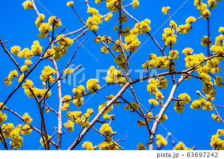 ダンコウバイの花と青空　【長野県】 63697242