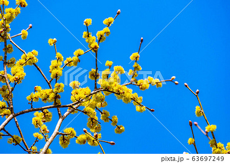 ダンコウバイの花と青空　【長野県】 63697249