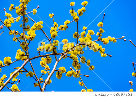ダンコウバイの花と青空 【長野県】 ダンコウバイの花と青空 【長野県】 63697253
