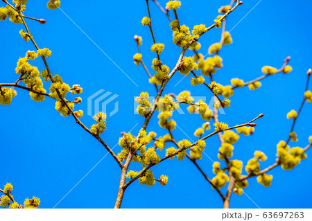 ダンコウバイの花と青空　【長野県】 63697263