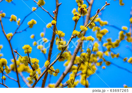 ダンコウバイの花と青空 【長野県】 ダンコウバイの花と青空 【長野県】 63697265