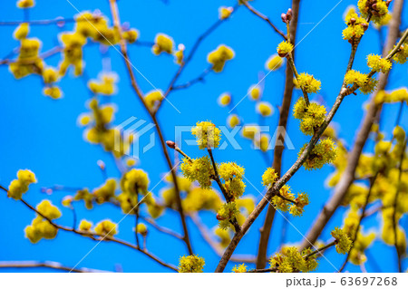 ダンコウバイの花と青空 【長野県】 ダンコウバイの花と青空 【長野県】 63697268