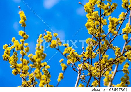ダンコウバイの花と青空 【長野県】 ダンコウバイの花と青空 【長野県】 63697361