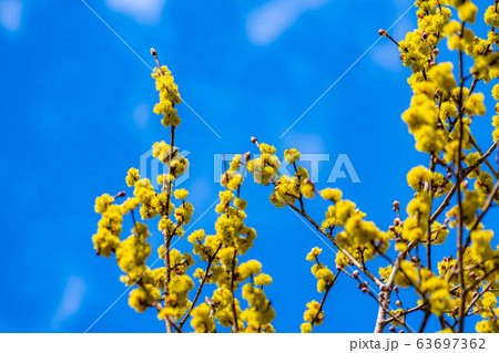 ダンコウバイの花と青空 【長野県】 ダンコウバイの花と青空 【長野県】 63697362