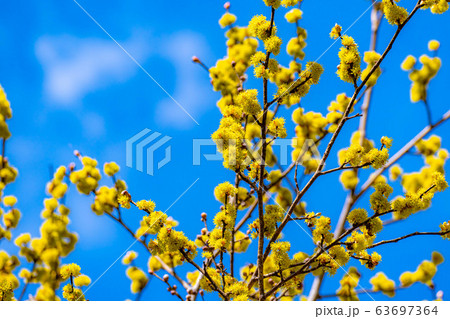 ダンコウバイの花と青空 【長野県】 ダンコウバイの花と青空 【長野県】 63697364
