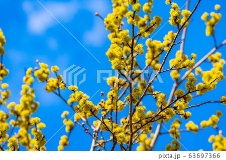 ダンコウバイの花と青空 【長野県】 ダンコウバイの花と青空 【長野県】 63697366