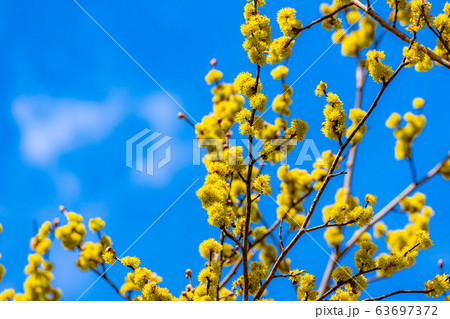 ダンコウバイの花と青空　【長野県】 63697372