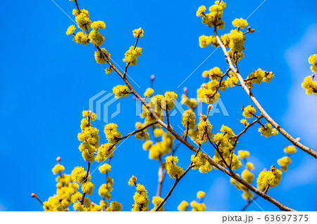 ダンコウバイの花と青空 【長野県】 ダンコウバイの花と青空 【長野県】 63697375