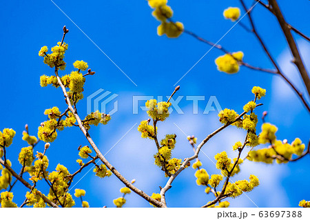ダンコウバイの花と青空 【長野県】 ダンコウバイの花と青空 【長野県】 63697388