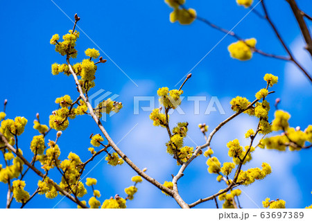 ダンコウバイの花と青空 【長野県】 ダンコウバイの花と青空 【長野県】 63697389