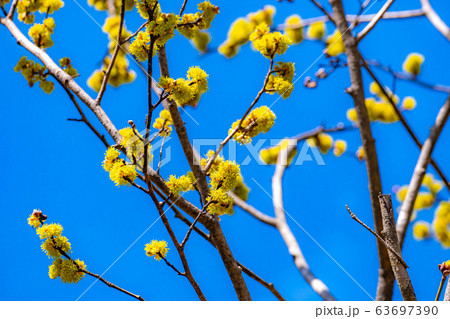 ダンコウバイの花と青空　【長野県】 63697390