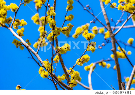 ダンコウバイの花と青空 【長野県】 ダンコウバイの花と青空 【長野県】 63697391