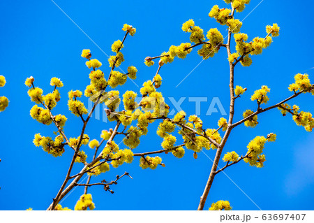 ダンコウバイの花と青空 【長野県】 ダンコウバイの花と青空 【長野県】 63697407