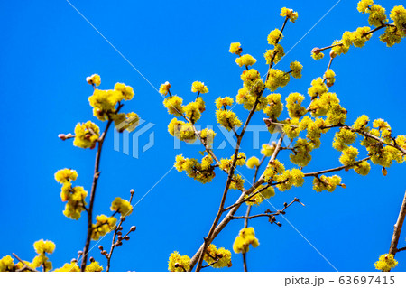 ダンコウバイの花と青空　【長野県】 63697415