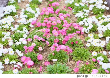 デイジーの花 63697469