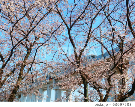 新百合ヶ丘・桜風景 63697503