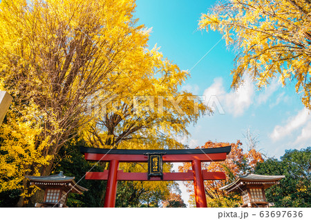 Nezu shrine at autumn in Tokyo, Japan 63697636
