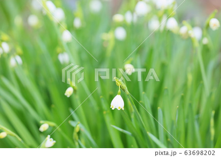 スノーフレークの花 63698202