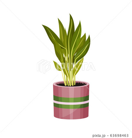 House Plant with Long Pointed Leaves Growing in Pot Vector Illustration 63698463