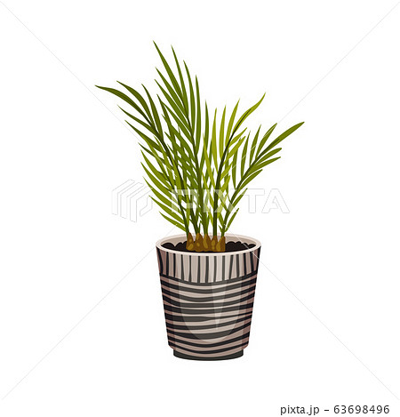 House Plant Growing in Pot Isolated on White Background Vector Illustration House Plant Growing in Pot Isolated on White Background Vector Illustration 63698496