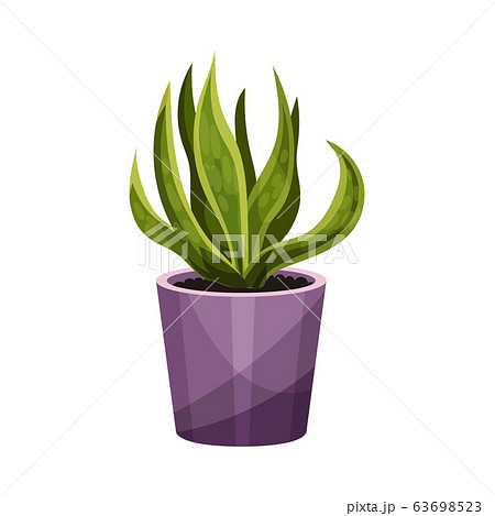 House Plant with Long Pointed Leaves Growing in Pot Vector Illustration House Plant with Long Pointed Leaves Growing in Pot Vector Illustration 63698523
