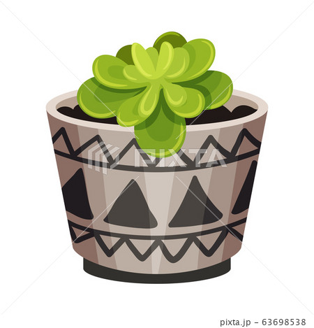 House Plant with Rounded Leaves Growing in Pot Vector Illustration 63698538