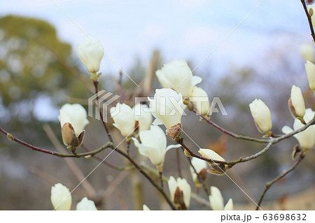 ハクモクレンの花 63698632