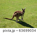 パースのカンガルー 63699034