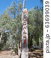 Koala Boardwalk 63699039