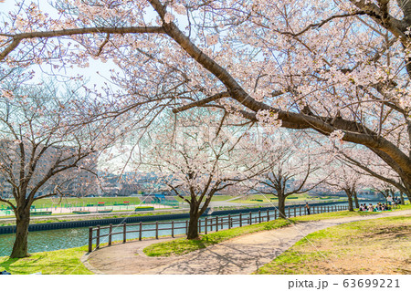 日本の春 東京都北区 赤羽桜堤緑地の桜 63699221