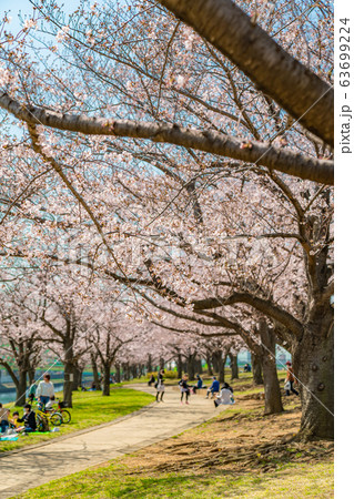日本の春 東京都北区 赤羽桜堤緑地の桜 63699224