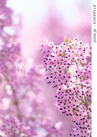 ジャノメエリカ 63699518