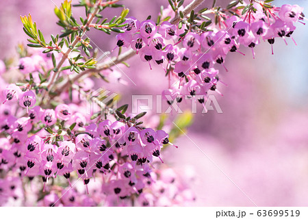 ジャノメエリカ 63699519