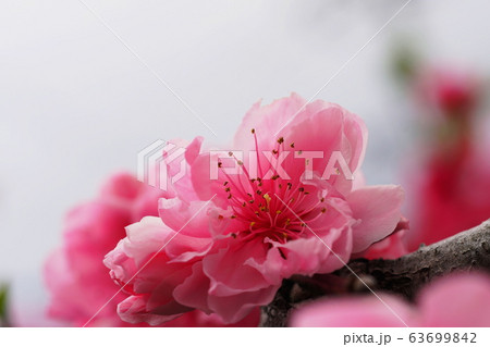 衣笠山の花桃 Kinugasayama park Hana peach 衣笠山の花桃 Kinugasayama park Hana peach 63699842