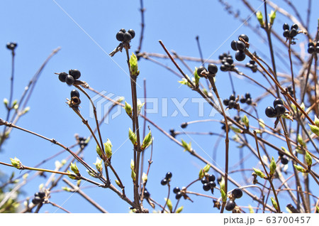 白山吹の実 3月 の写真素材