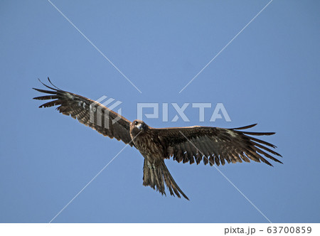 獲物を狙う鳥の写真素材 [63700859] - PIXTA