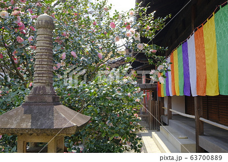 地蔵院 椿寺　五色八重散椿 63700889