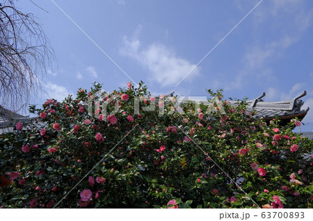 地蔵院 椿寺　五色八重散椿 63700893