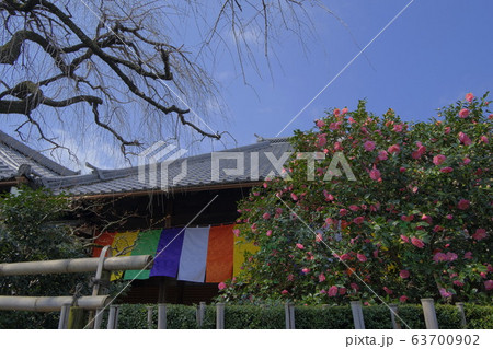 地蔵院 椿寺　五色八重散椿 63700902