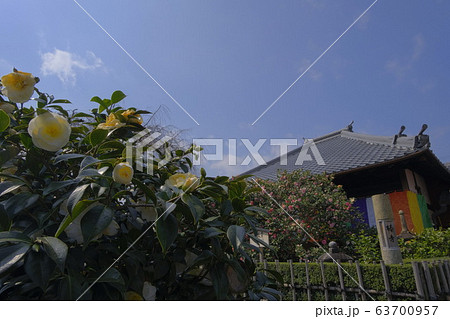 地蔵院 椿寺　五色八重散椿 63700957