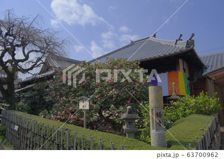 地蔵院 椿寺 五色八重散椿 地蔵院 椿寺 五色八重散椿 63700962