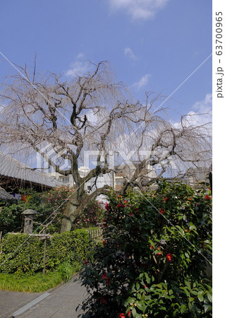 地蔵院 椿寺 五色八重散椿 地蔵院 椿寺 五色八重散椿 63700965