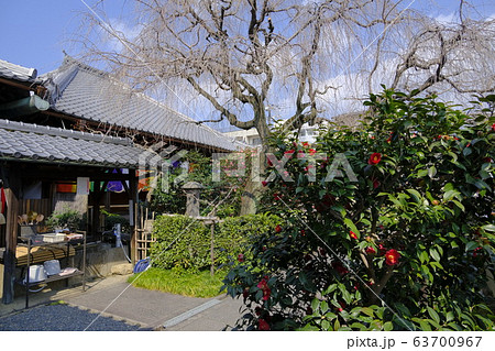 地蔵院 椿寺　五色八重散椿 63700967