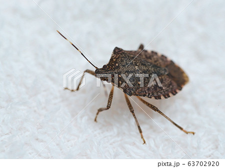 カメムシと洗濯物の写真素材 [63702920] - PIXTA