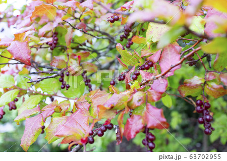 ナツハゼ 63702955