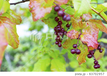 ナツハゼ 63702957