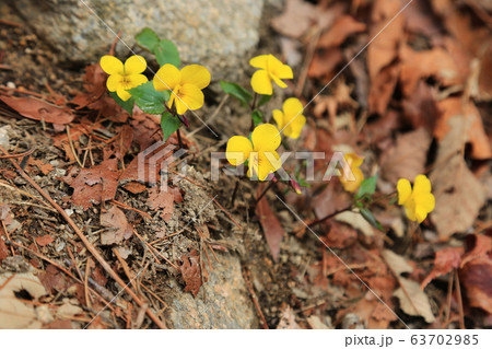春の花 木 松 63702985