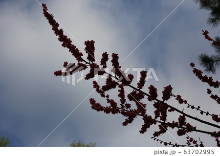 春の花 木 松 63702995
