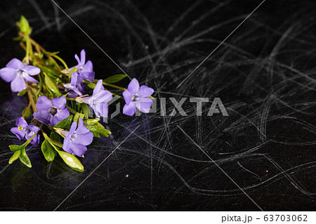Dark background with fresh beautiful spring 63703062